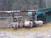 Gnadenhof Dahn 026